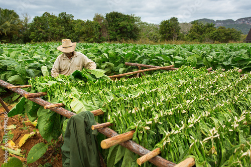 Canvas Print Tobacco farmers collect tobacco leaves