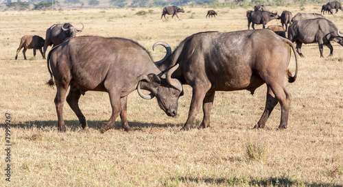 Wild African Buffalos. Kenya, Africa © master1305