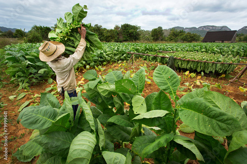 Photography Tobacco farmers collect tobacco leaves