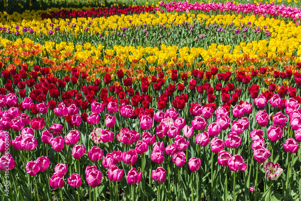 A flowerbed of multicolored tulips