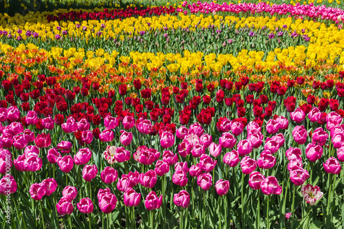 Fototapeta Naklejka Na Ścianę i Meble -  A flowerbed of multicolored tulips