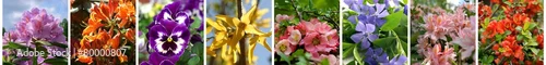 Panel kuchenny z motywem Spring banner colorful flowers