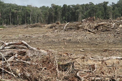 déforestation en amazonie