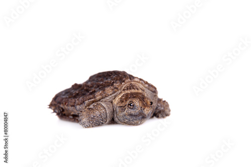 Common Snapping Turtle hatchling on white