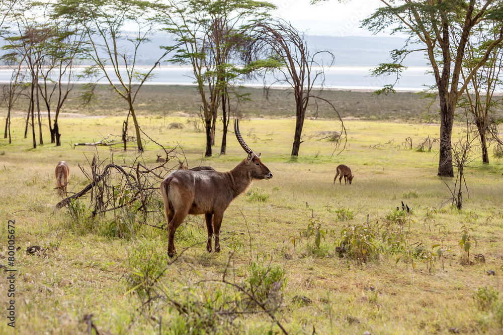 antelope on a background of green grass antelope on a background of green grass