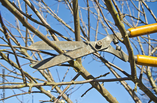 cut trim  fruit tree branch with  clippers scissor in garden