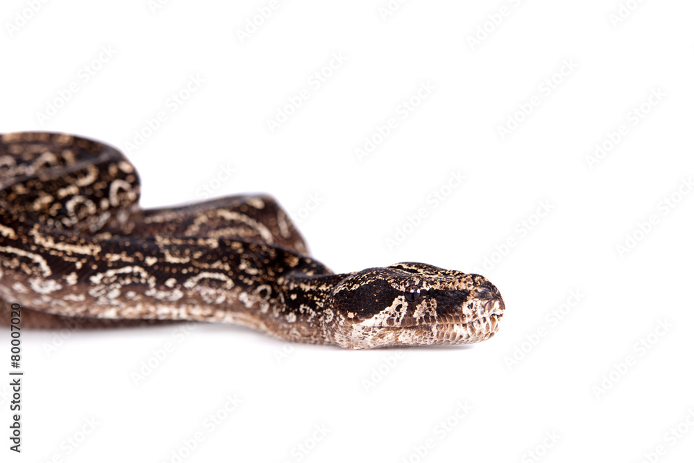Leopard Argentine Boa on white background. Leopard Argentine Boa on white background.