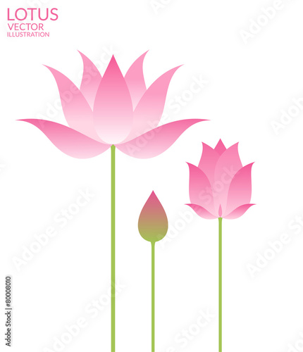 Fototapeta Naklejka Na Ścianę i Meble -  Lotus