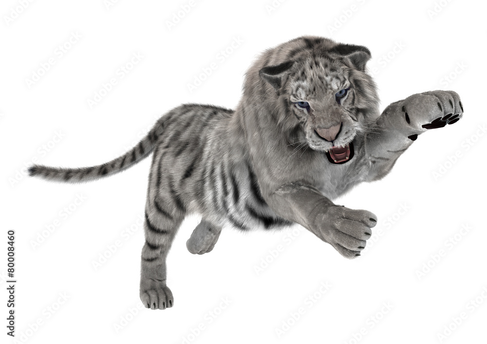 Fototapeta premium White Tiger