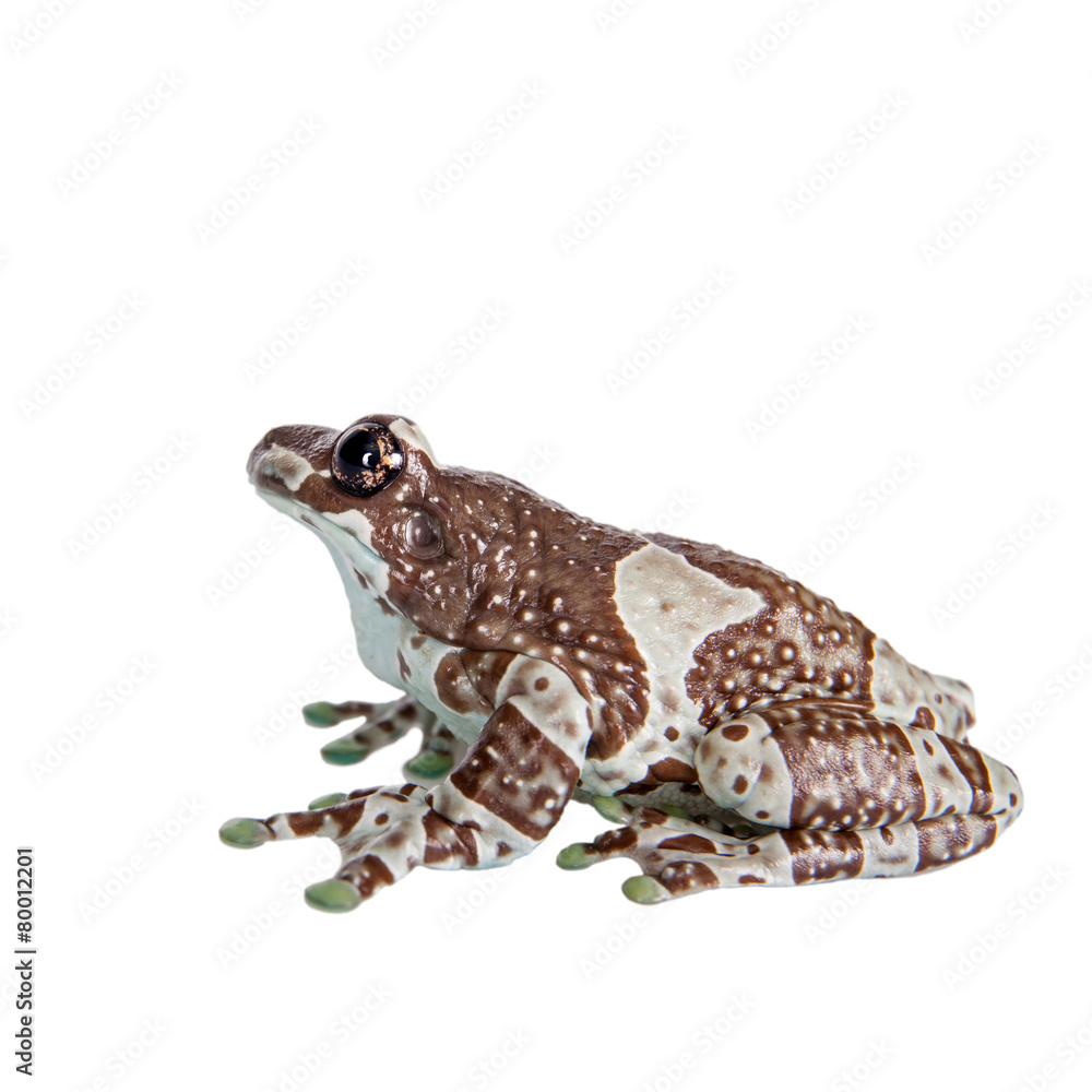 Fototapeta premium Amazon Milk Frog isolated on white