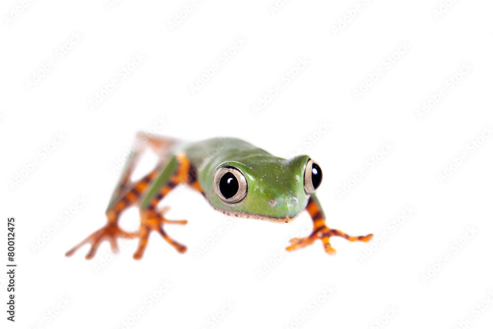 Fototapeta premium Barred leaf frog isolated on white