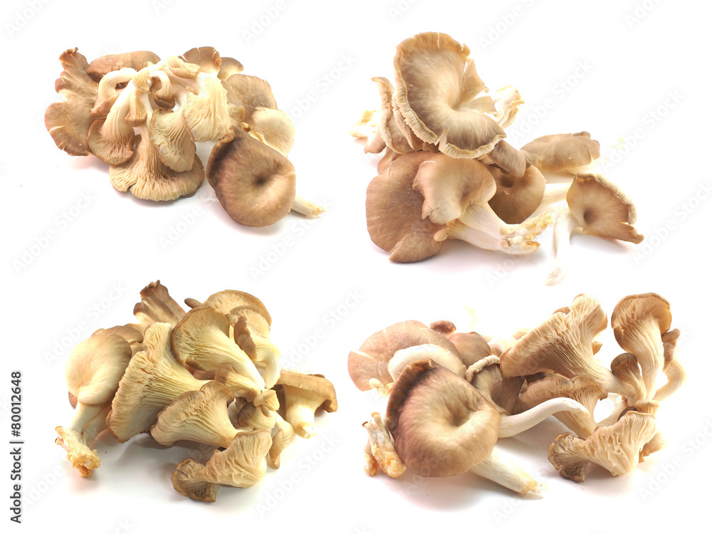 set of mushroom isolated on a background set of mushroom isolated on a background