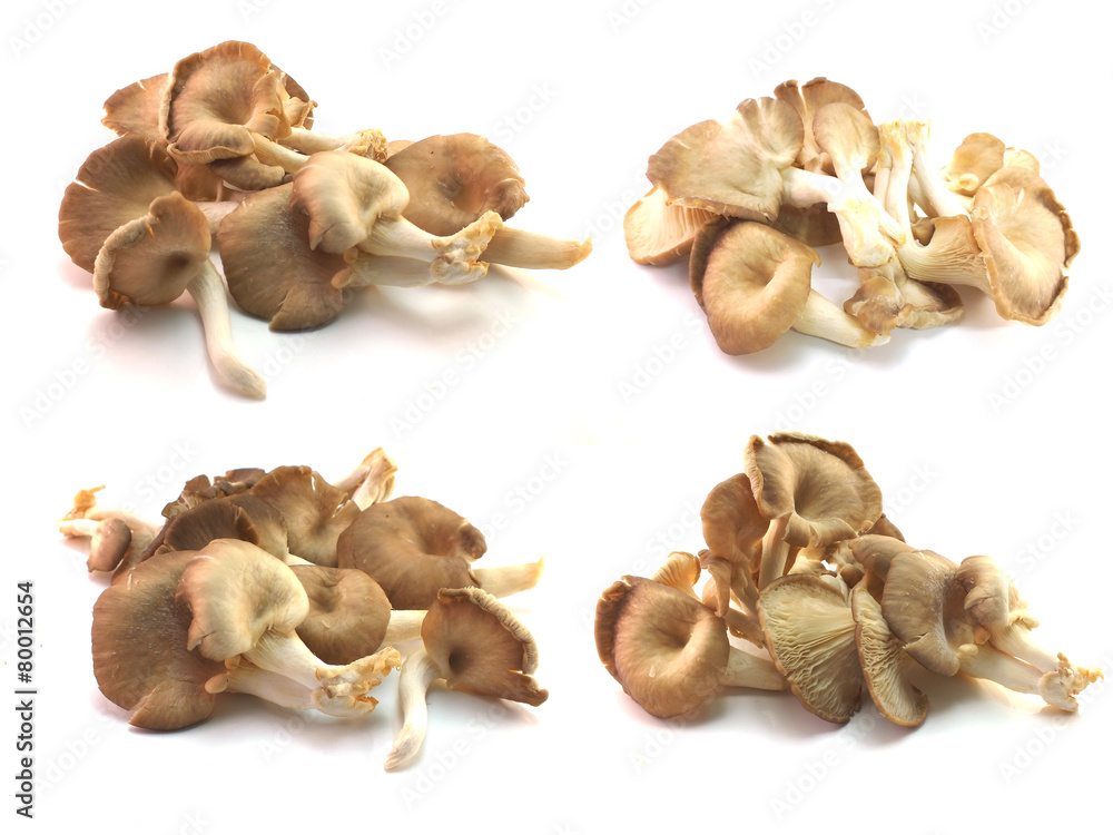 set of mushroom isolated on a background set of mushroom isolated on a background