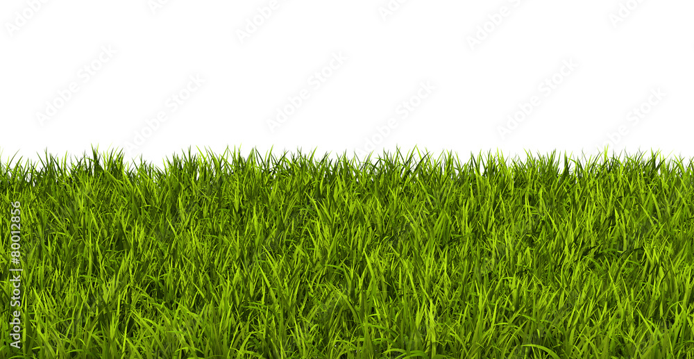 Gras, Rasen, Wiese, Ostergras, Sommer, Hintergrund, Vorlage - obrazy, fototapety, plakaty 