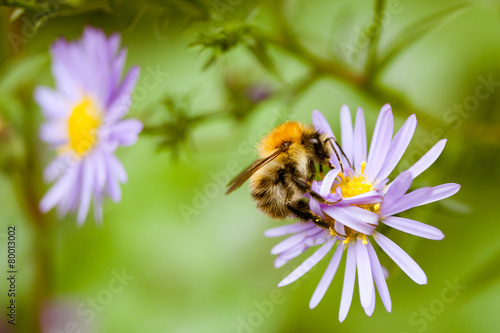 Common Carder Bee photo