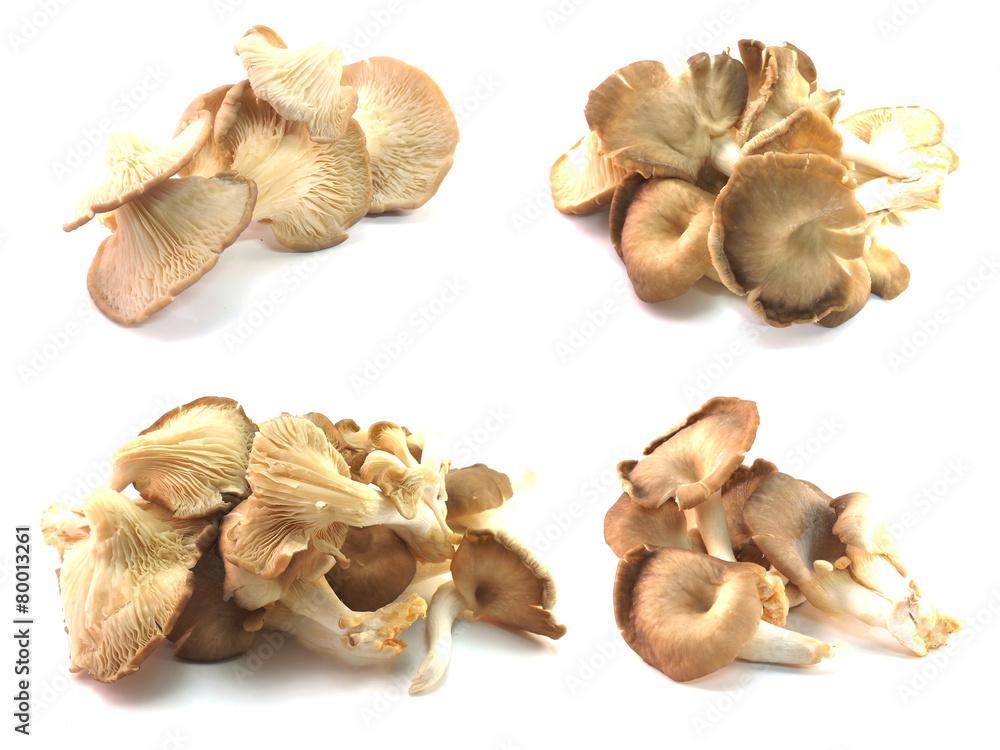 set of mushroom isolated on a background set of mushroom isolated on a background