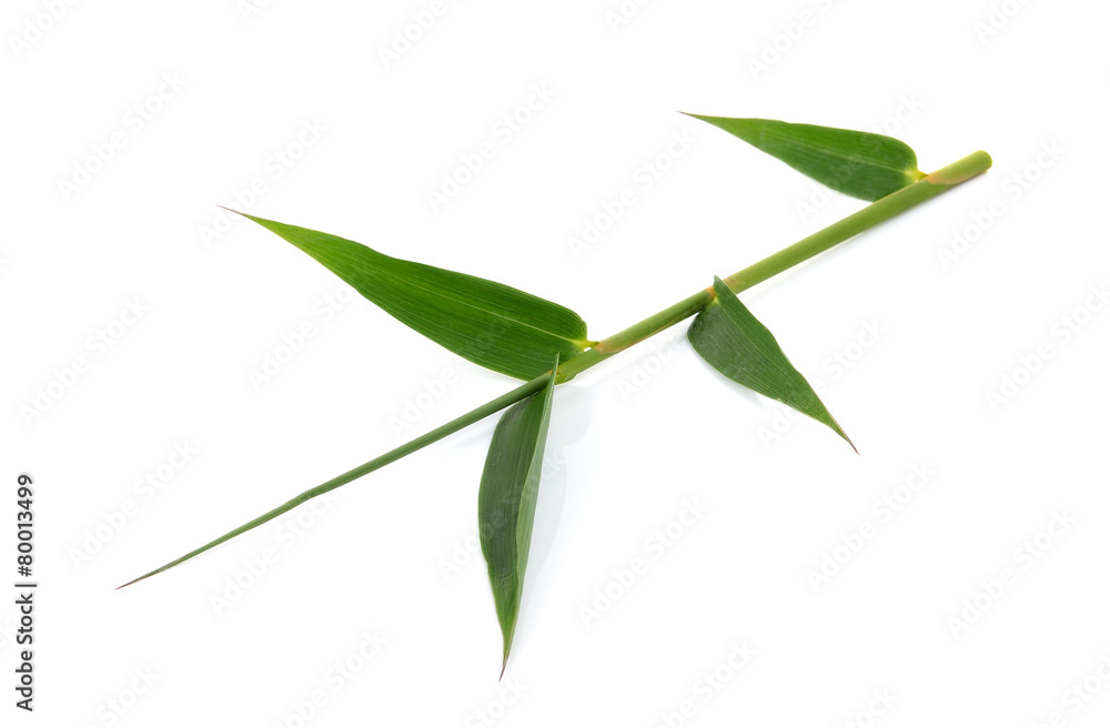 Green bamboo leaves on a white background