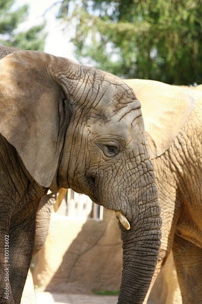 african elephant african elephant
