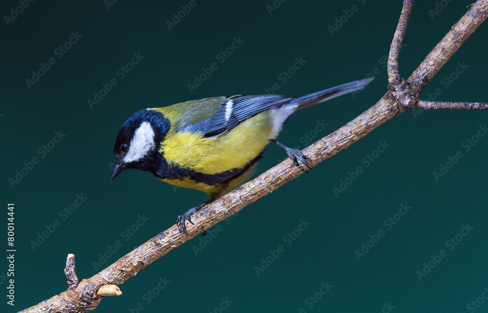 Fototapeta premium Carbonero (Parus major)