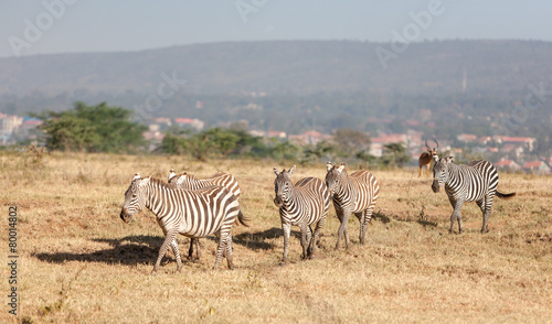 Zebras in the grasslands