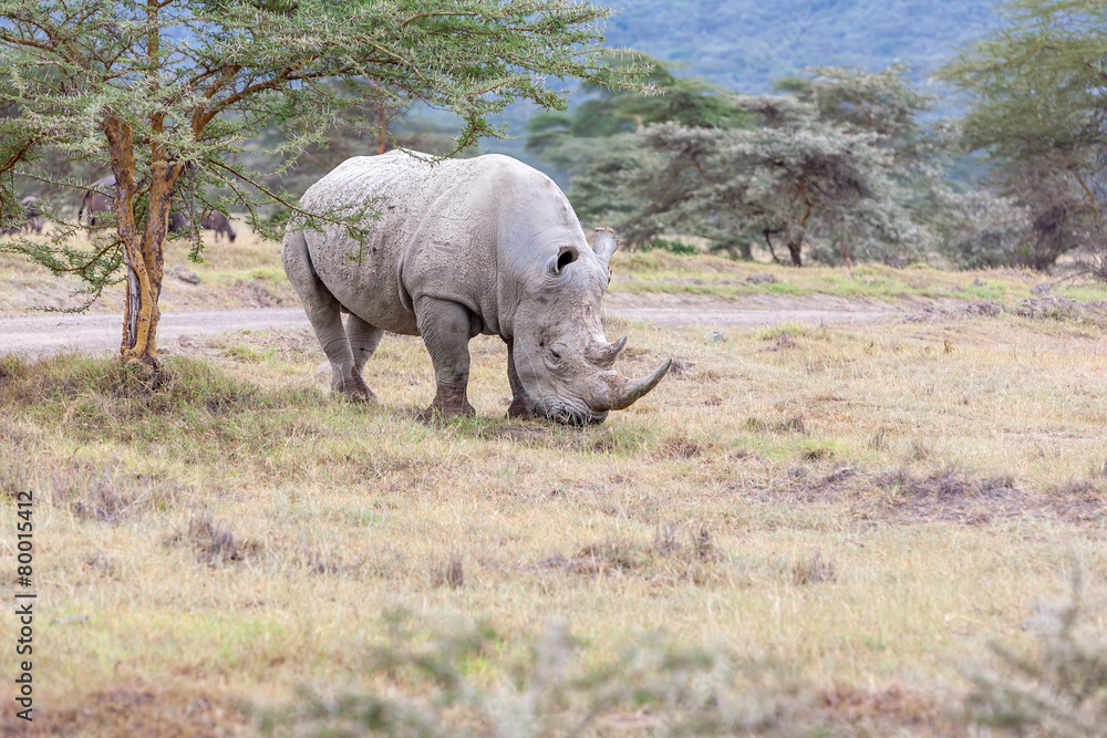 Fototapeta premium Safari - rhino