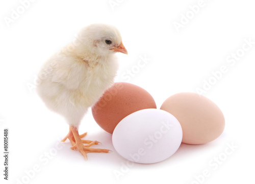 Cute chick and eggs isolated on white background.