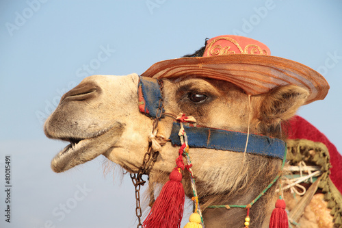 Touristic camel