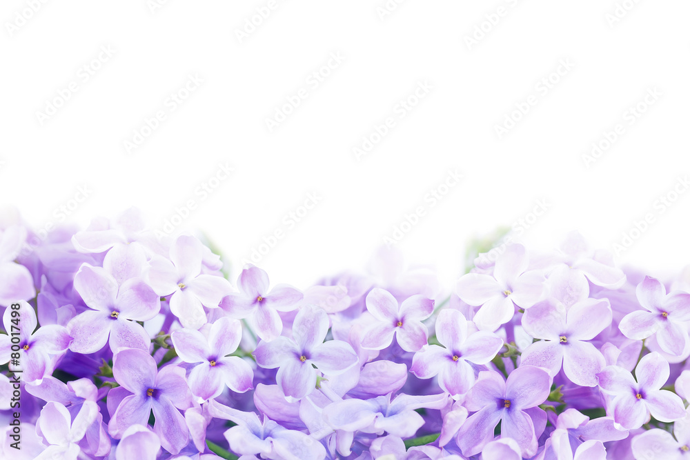 Macro image of spring lilac violet flowers Macro image of spring lilac violet flowers