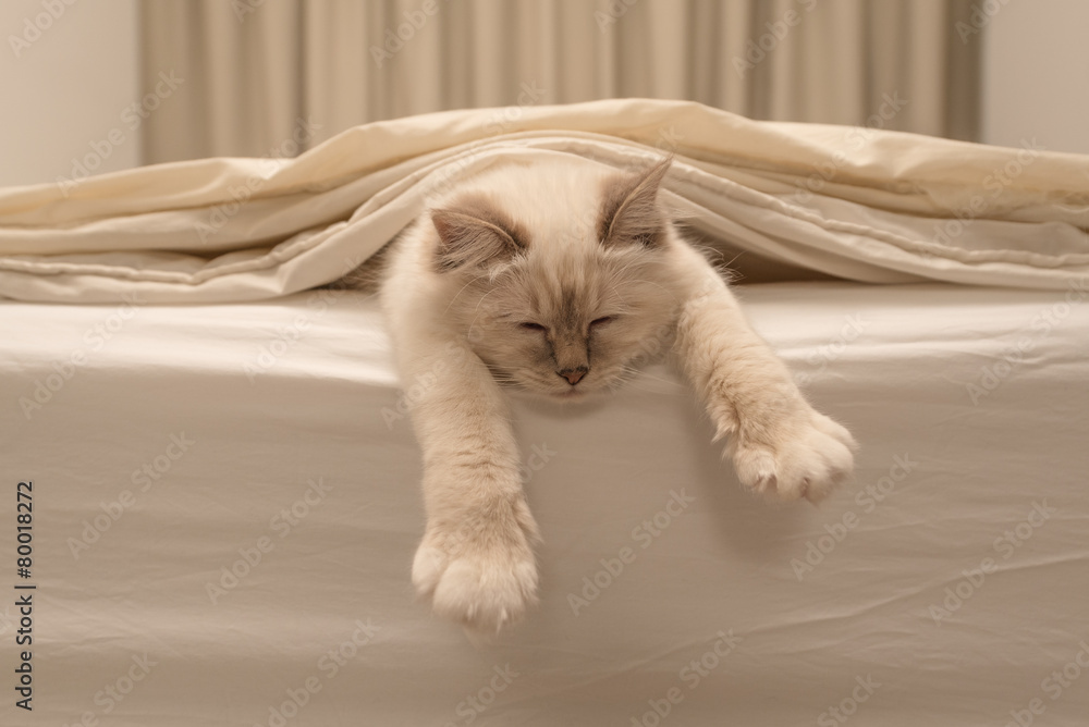 Pure white cat sleeping on white bedding - obrazy, fototapety, plakaty 