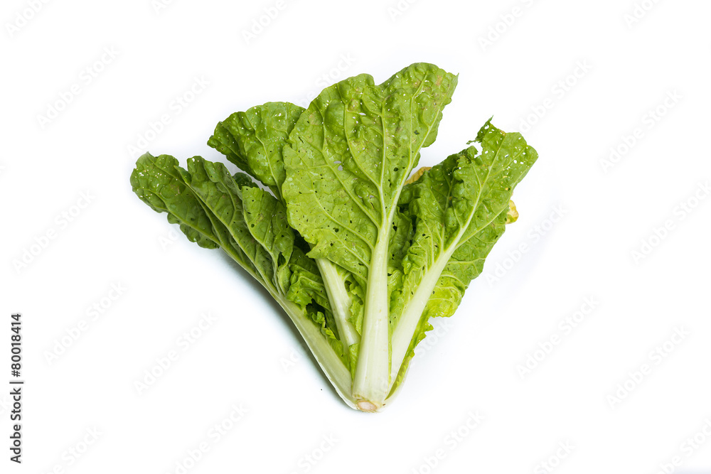 Fresh organic lettuce over white background Fresh organic lettuce over white background