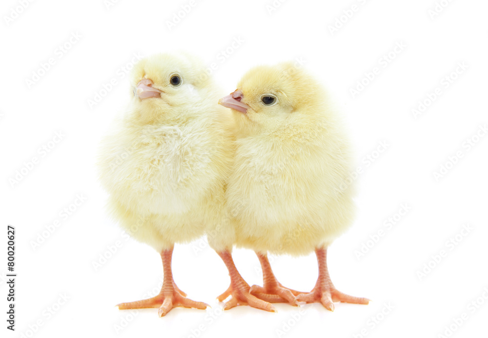 Cute little chicks on white background Cute little chicks on white background