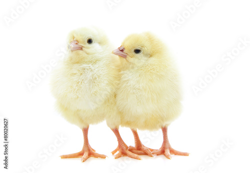 Photo Cute little chicks on white background