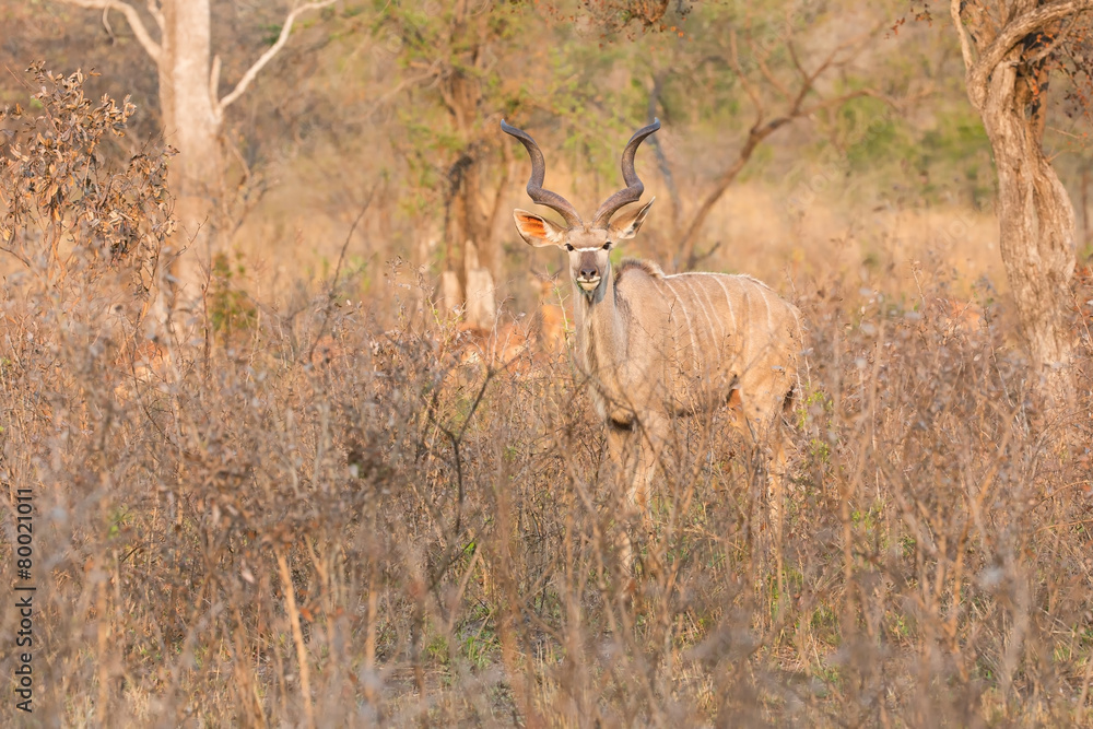 Big kudu bull graze among dead thorn shrub for leaves Big kudu bull graze among dead thorn shrub for leaves