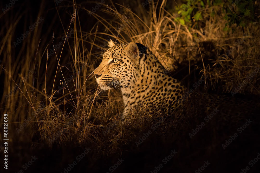 Obraz premium Lone leopard hunting under cover of darkness