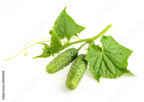 Cucumbers plant on a white
