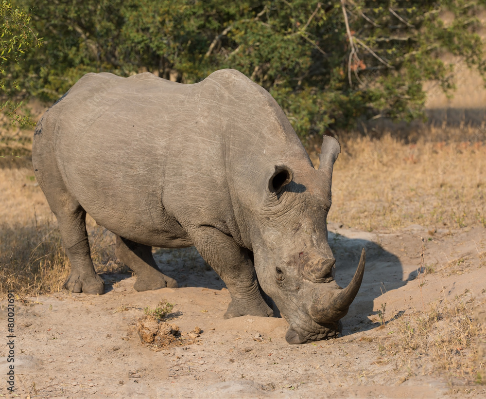 Lone rhino standing on open area looking for safety from poacher Lone rhino standing on open area looking for safety from poacher