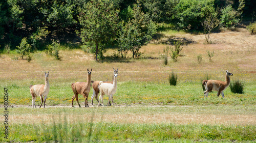 Fototapeta Naklejka Na Ścianę i Meble -  Curious llamas in National Park, Chile