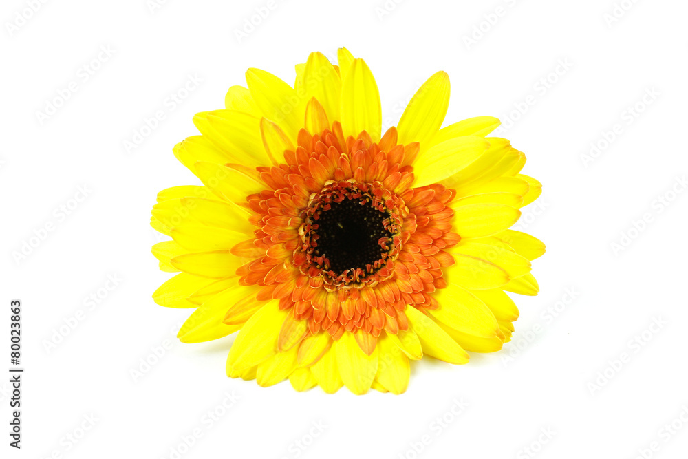 Obraz premium gerberas jaune