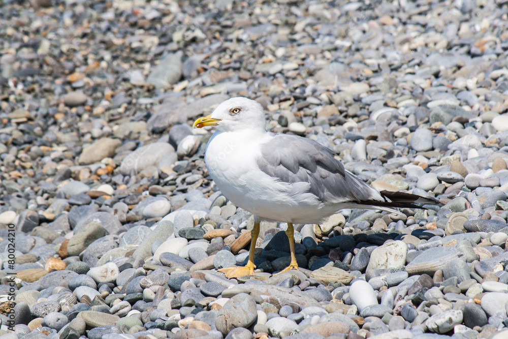 Fototapeta premium Gulls on the shore