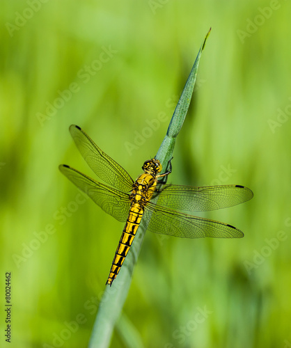 Close-up of a dragonfly sitting on a leaf of grass. © bohumilb