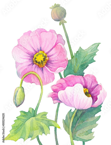 Watercolor pink poppies. Flowers, bud and capsule poppy head #80024628