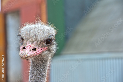 ostrich