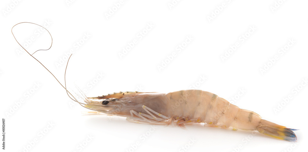 Obraz premium Shrimp isolated on white