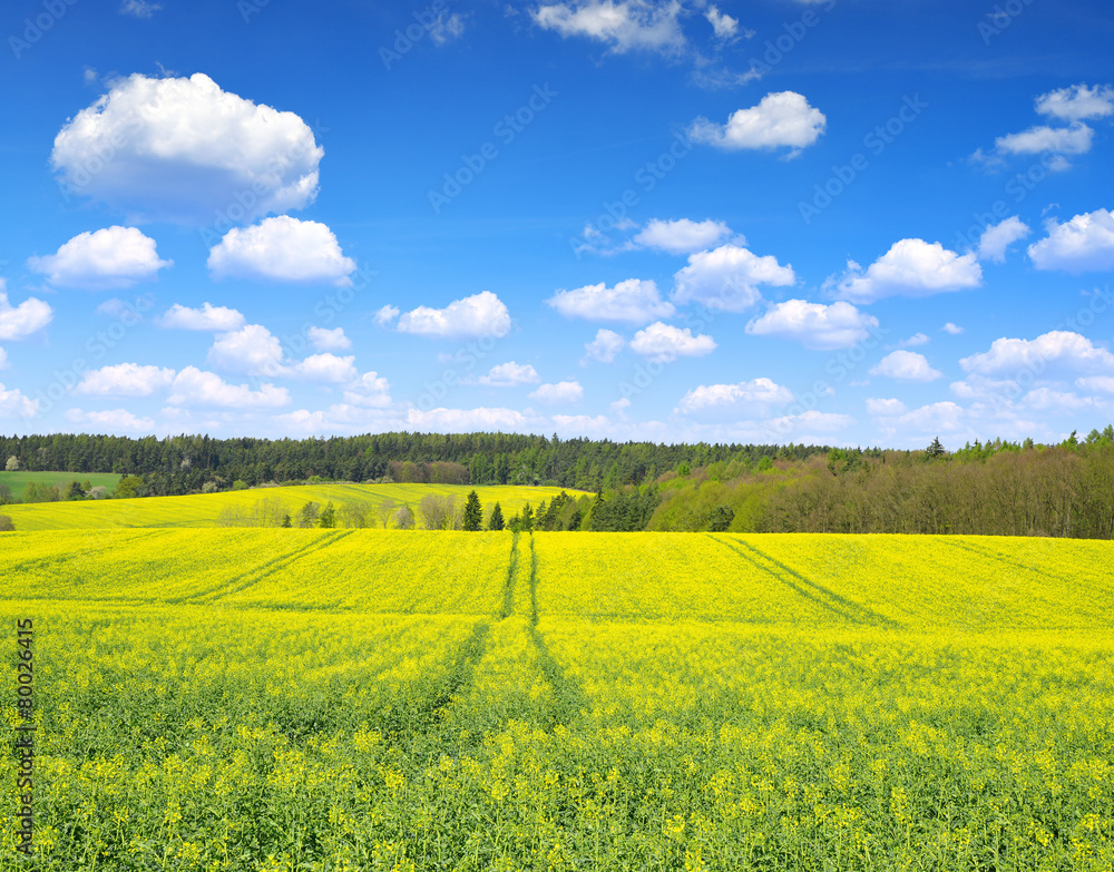 Spring landscape with rapeseed field