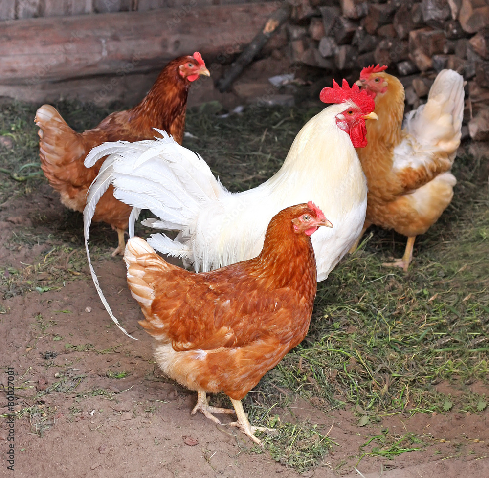Fototapeta premium Chicken and cock,