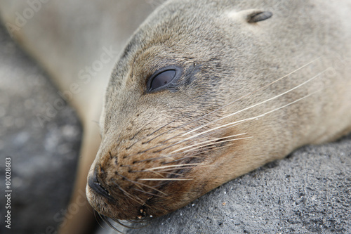 Head sea lion, Galapagos