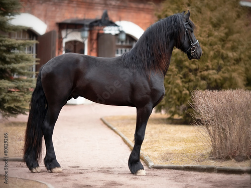 Black horse. #80029266