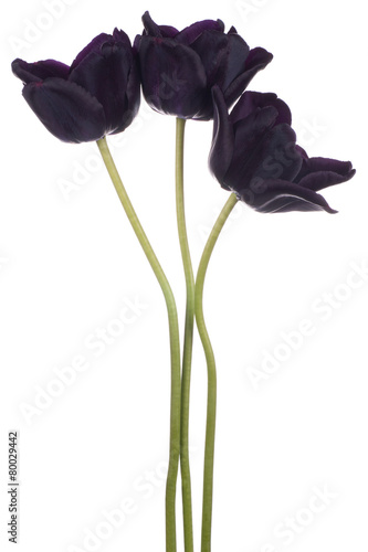 Fototapeta Naklejka Na Ścianę i Meble -  tulip