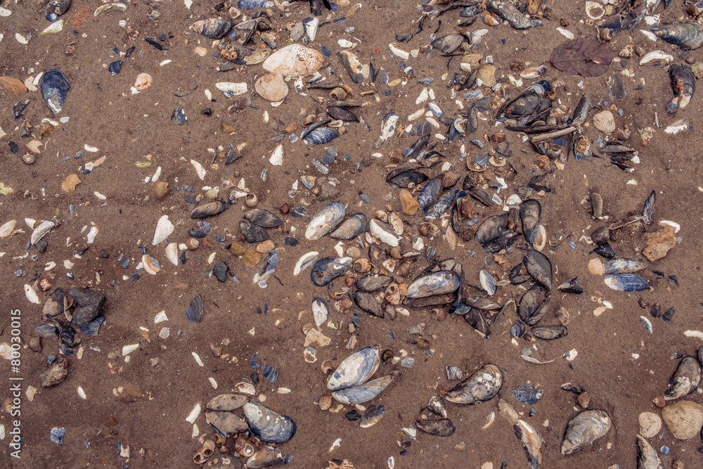 Clam shells in the sand Clam shells in the sand