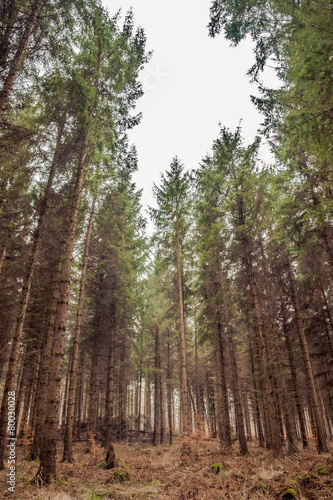 Fototapeta Naklejka Na Ścianę i Meble -  Pine forest in autumn